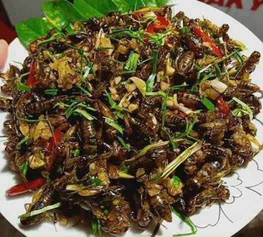 Trường Xuân Food – Cung cấp Dế sấy, bột dế