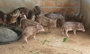 Cung Cấp Giống Heo Rừng Lai – Liên hệ: 0919.185.184