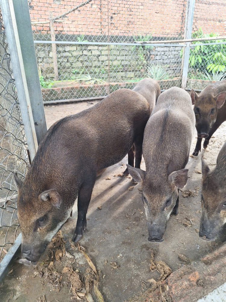 Heo rừng lai thịt khu vực Bàu Cá